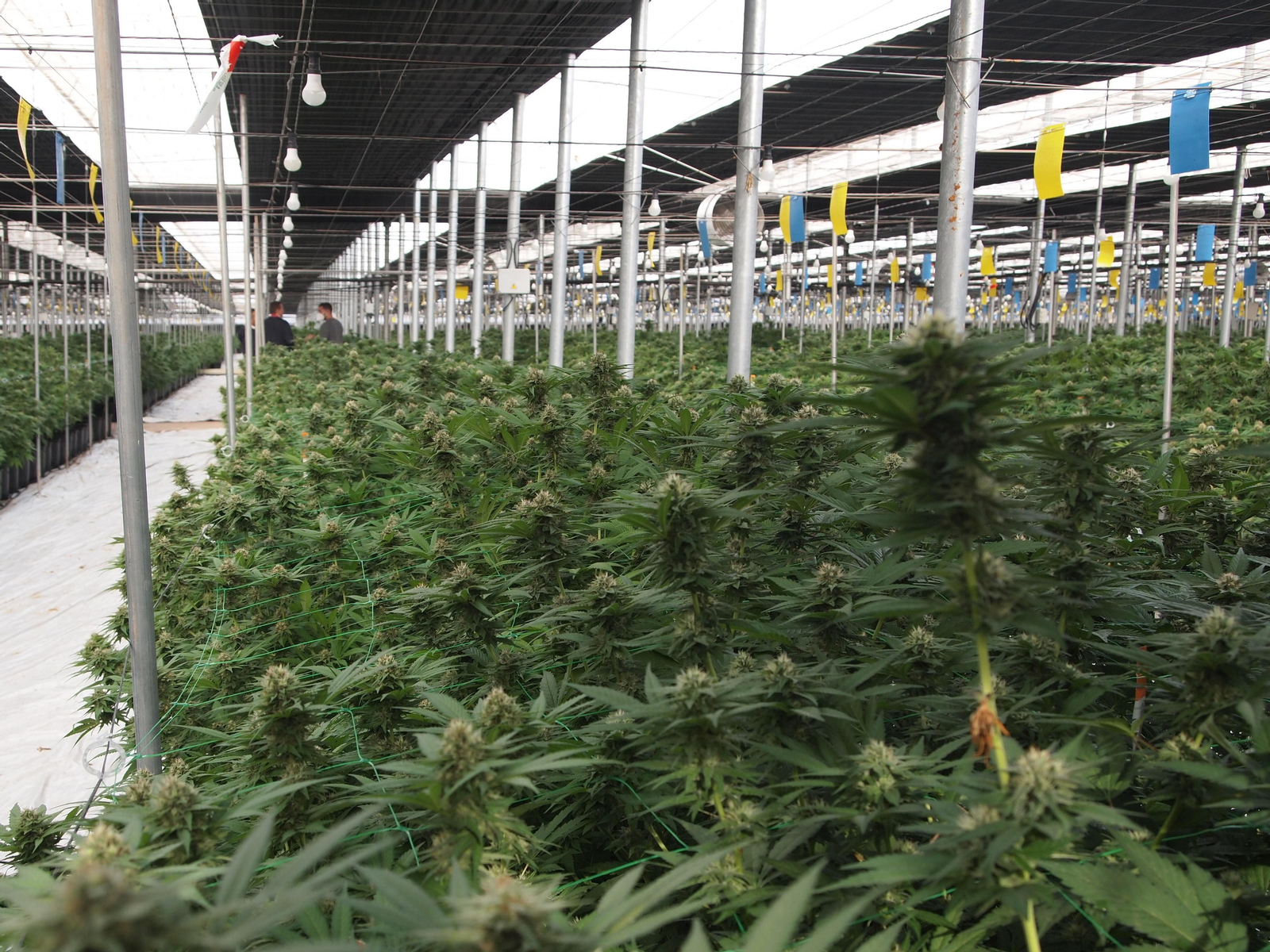 Viaje al interior de los invernaderos de última generación para el cultivo del cáñamo