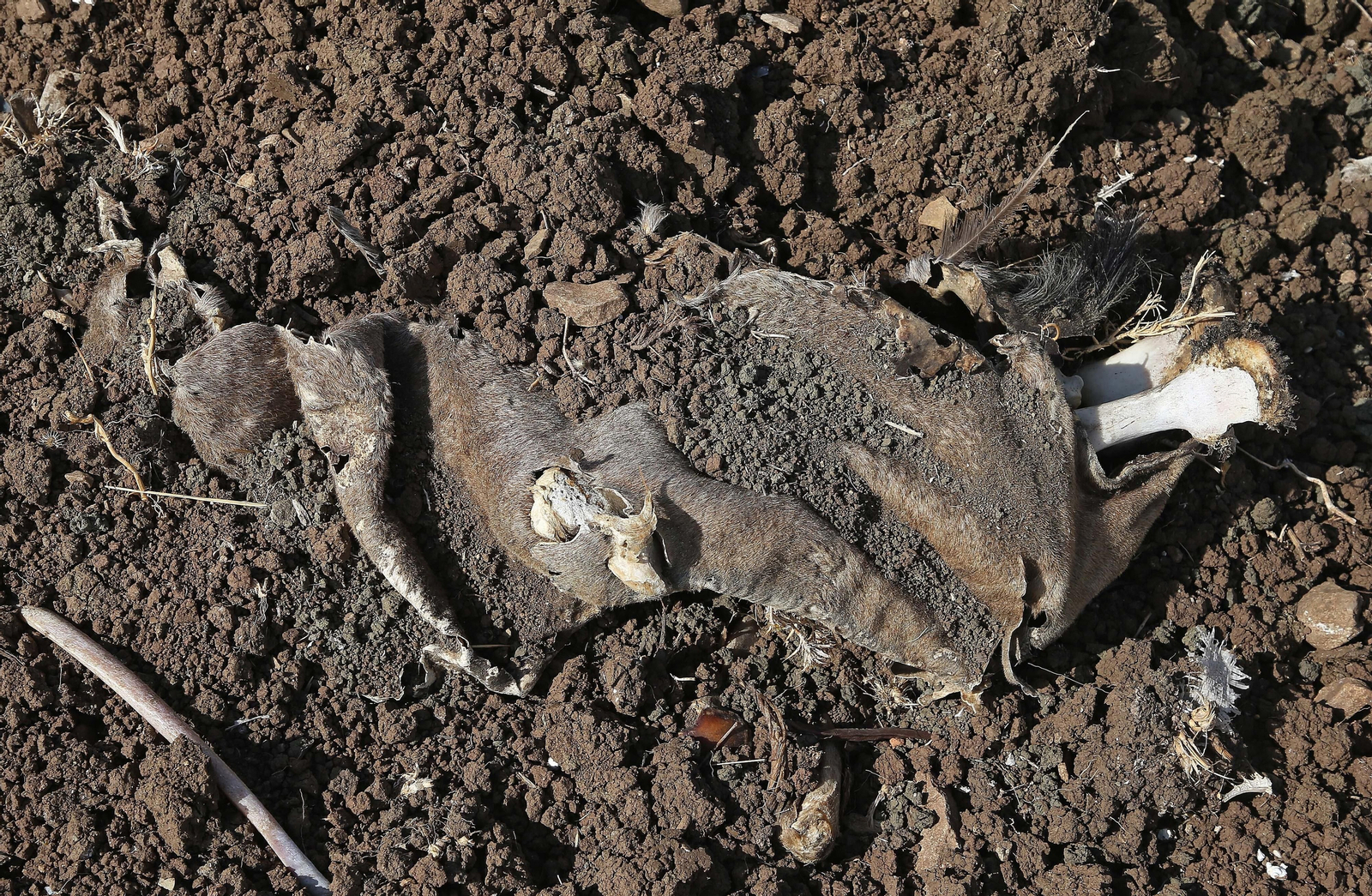 Imágenes de los nuevos cadáveres de caballos en el muladar ilegal de Pajarete en Algeciras