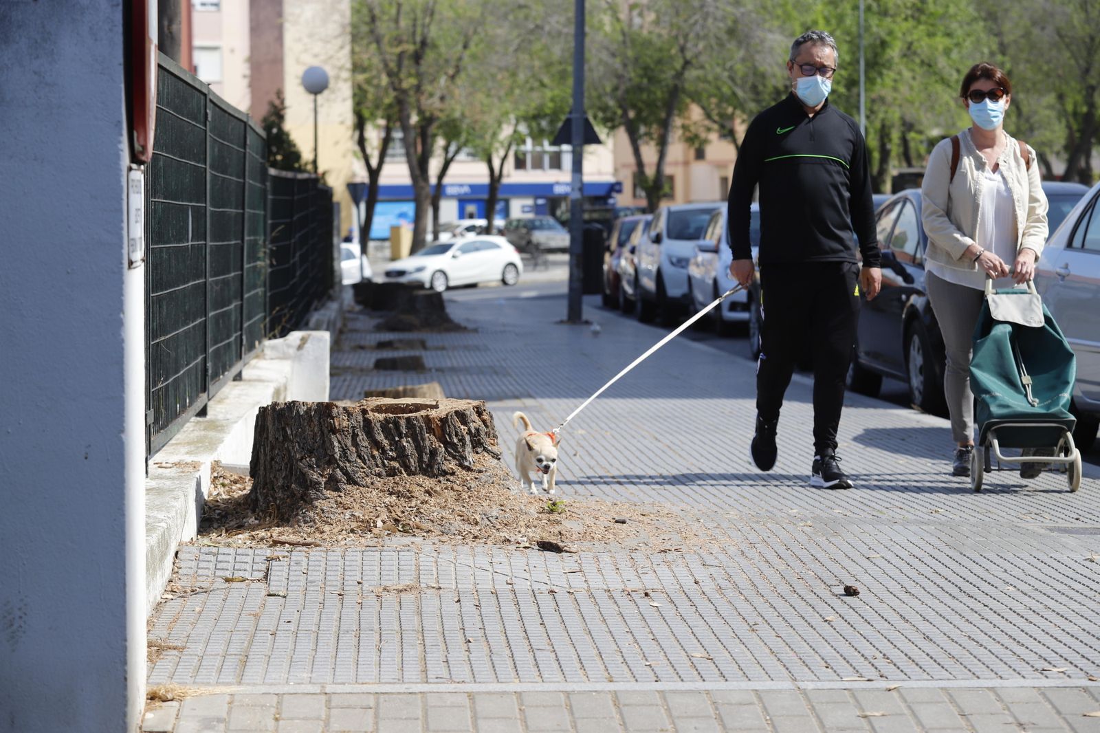 Tocones de los árboles talados.