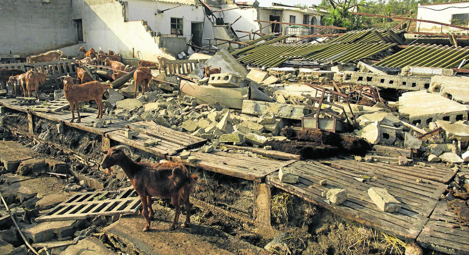 Daños provocados por el tornado  en Campillos.