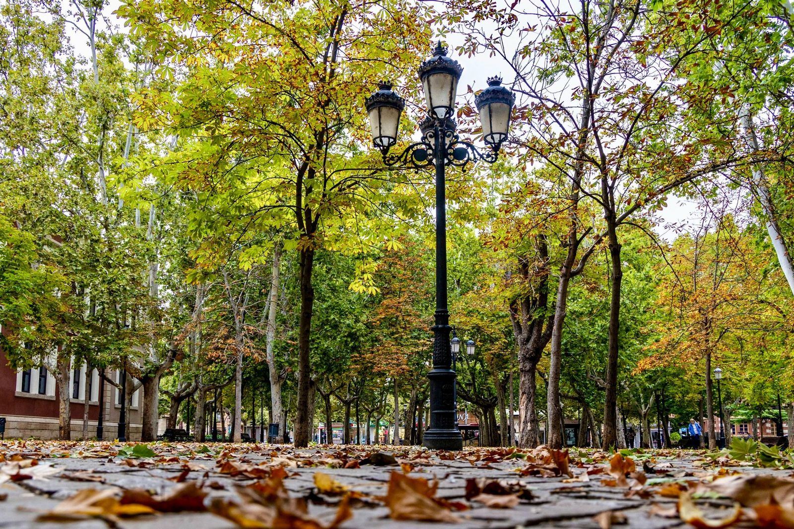 Imagen de un día típico otoñal con las hojas caídas sobre el suelo