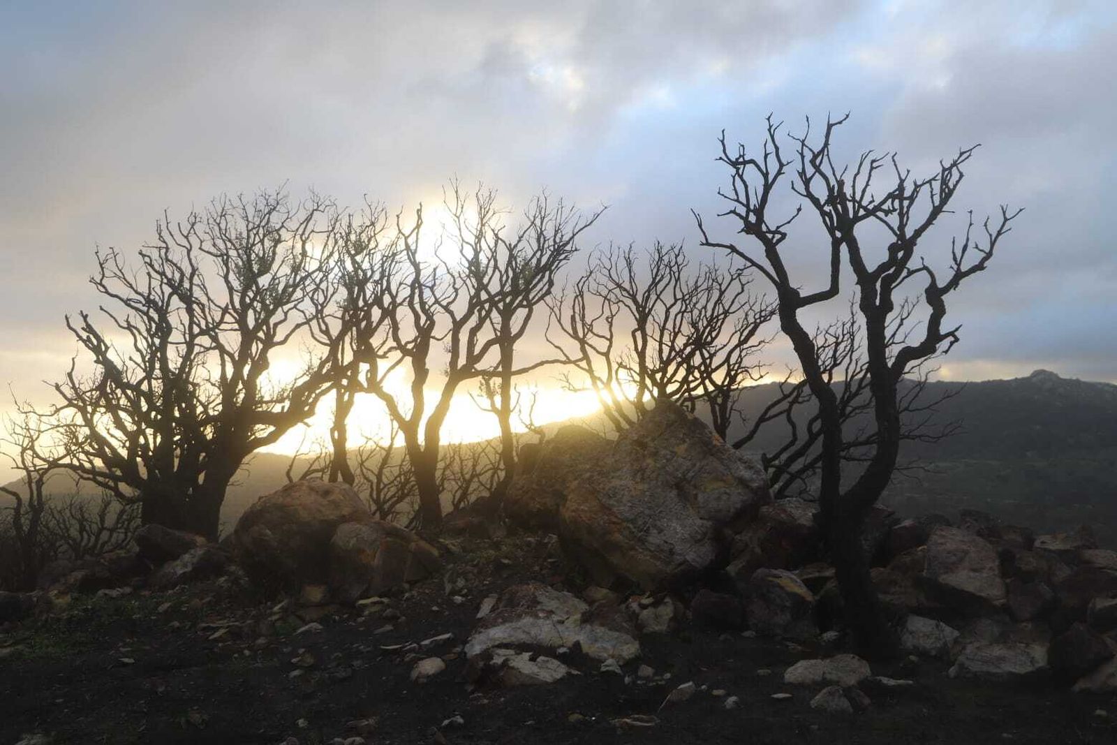 El daño de los incendios en el ecosistema del Estrecho Oriental.