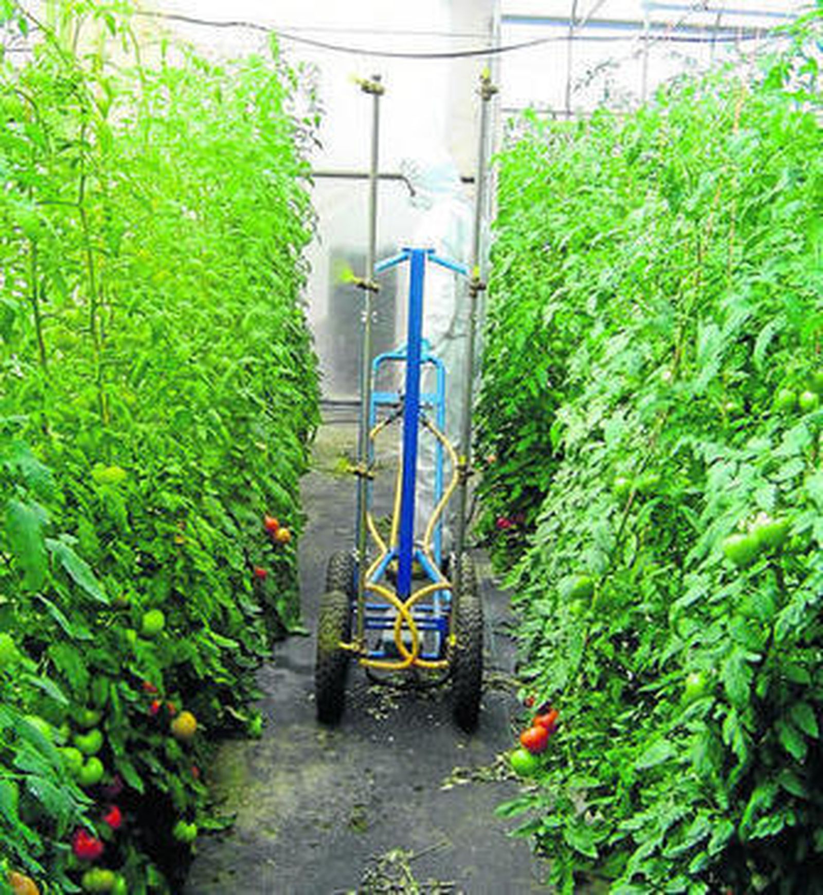 Un trabajador aplica un producto fitosanitario en tomate.