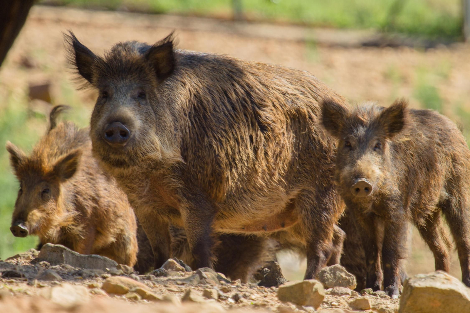 Los permisos de caza aumentan un 500% en Sierra Nevada