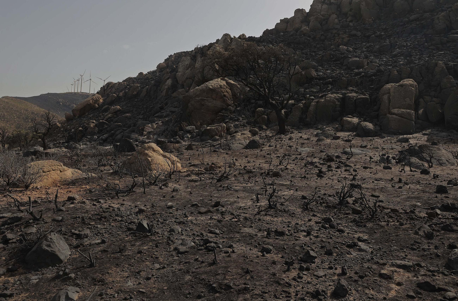 Fotos de los efectos del incendio en el monte de La Peña en Tarifa