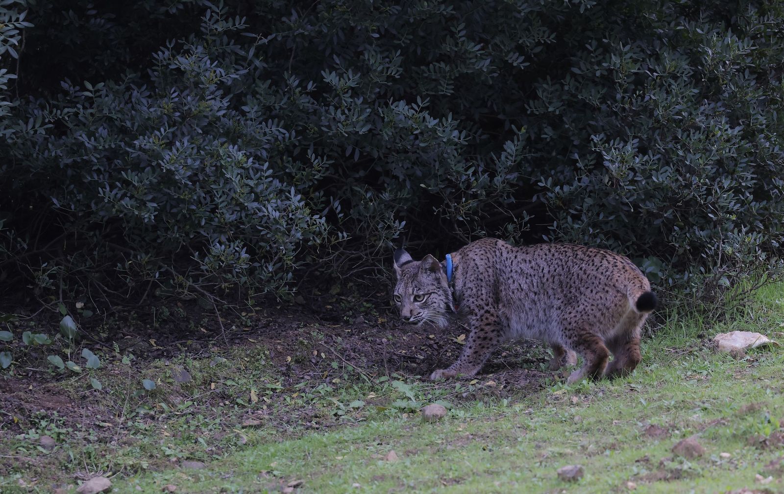 Wando y Wadala liberados en Lora del Rio
