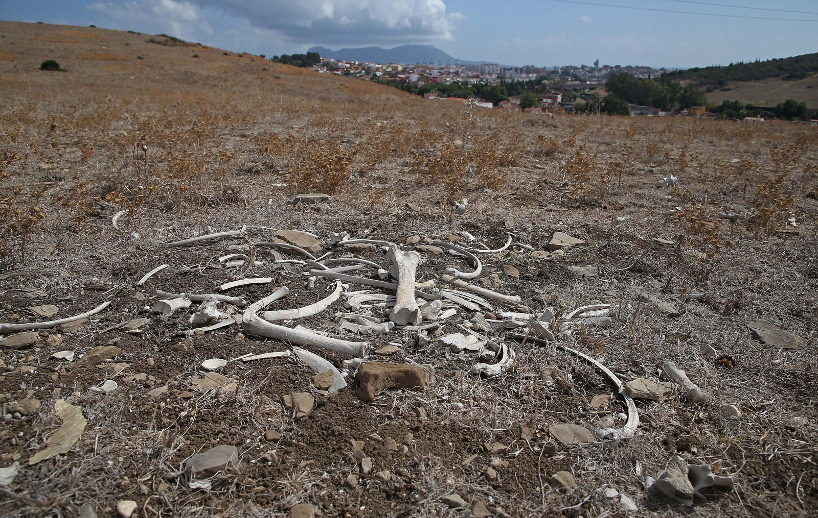 Imágenes de los nuevos cadáveres de caballos en el muladar ilegal de Pajarete en Algeciras