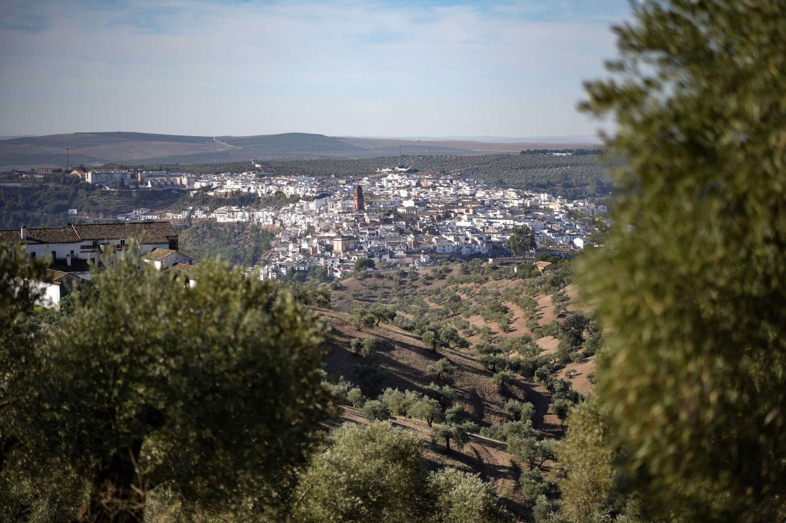 Vista panorámica de Montoro desde un olivar.