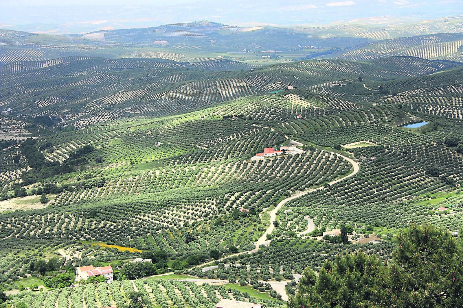 Paisaje de olivar en Córdoba.
