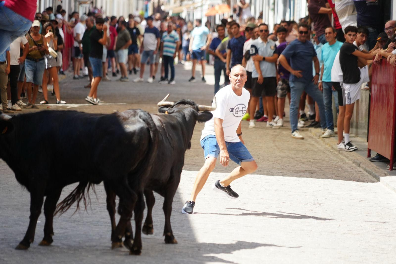 Las mejores imágenel del encierro de vaquillas de El Viso
