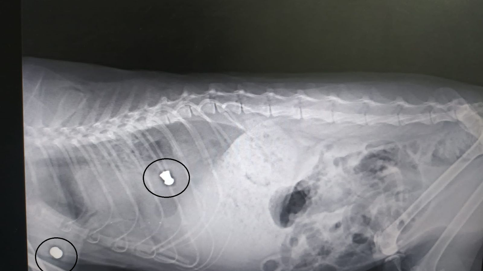 Radiografía en la que se aprecian dos balazos en el cuerpo de un gato