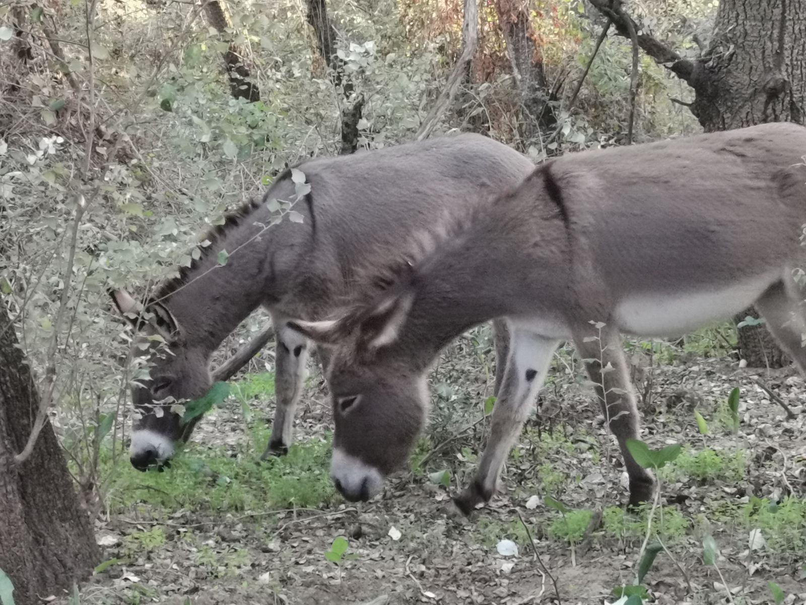 Actividad de los animales pertenecientes a la asociación 'El Burrito Feliz'.