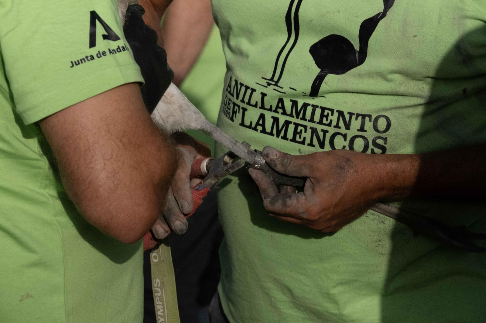 Anillamiento de flamencos en la Laguna de Fuente de Piedra, en imágenes