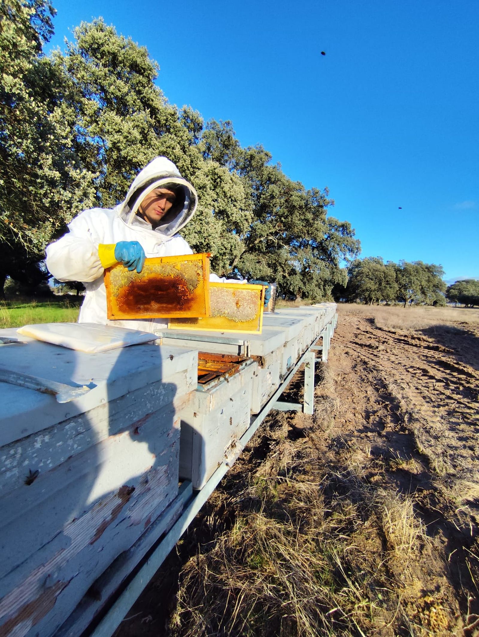 Proyectos Apícolas Apivoltaicos