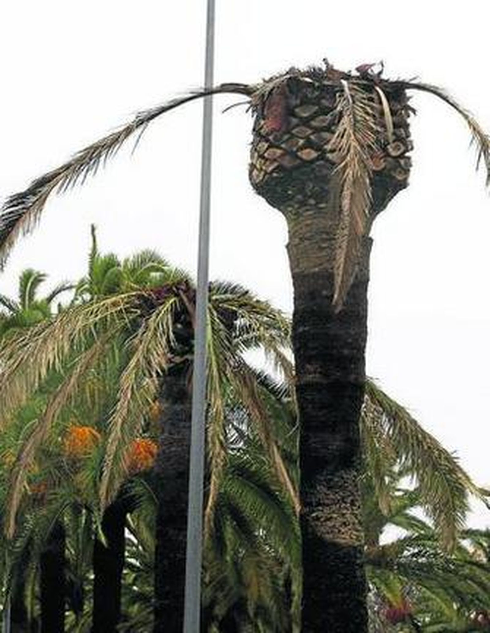 Imagen de una palmera talada por el picudo rojo.
