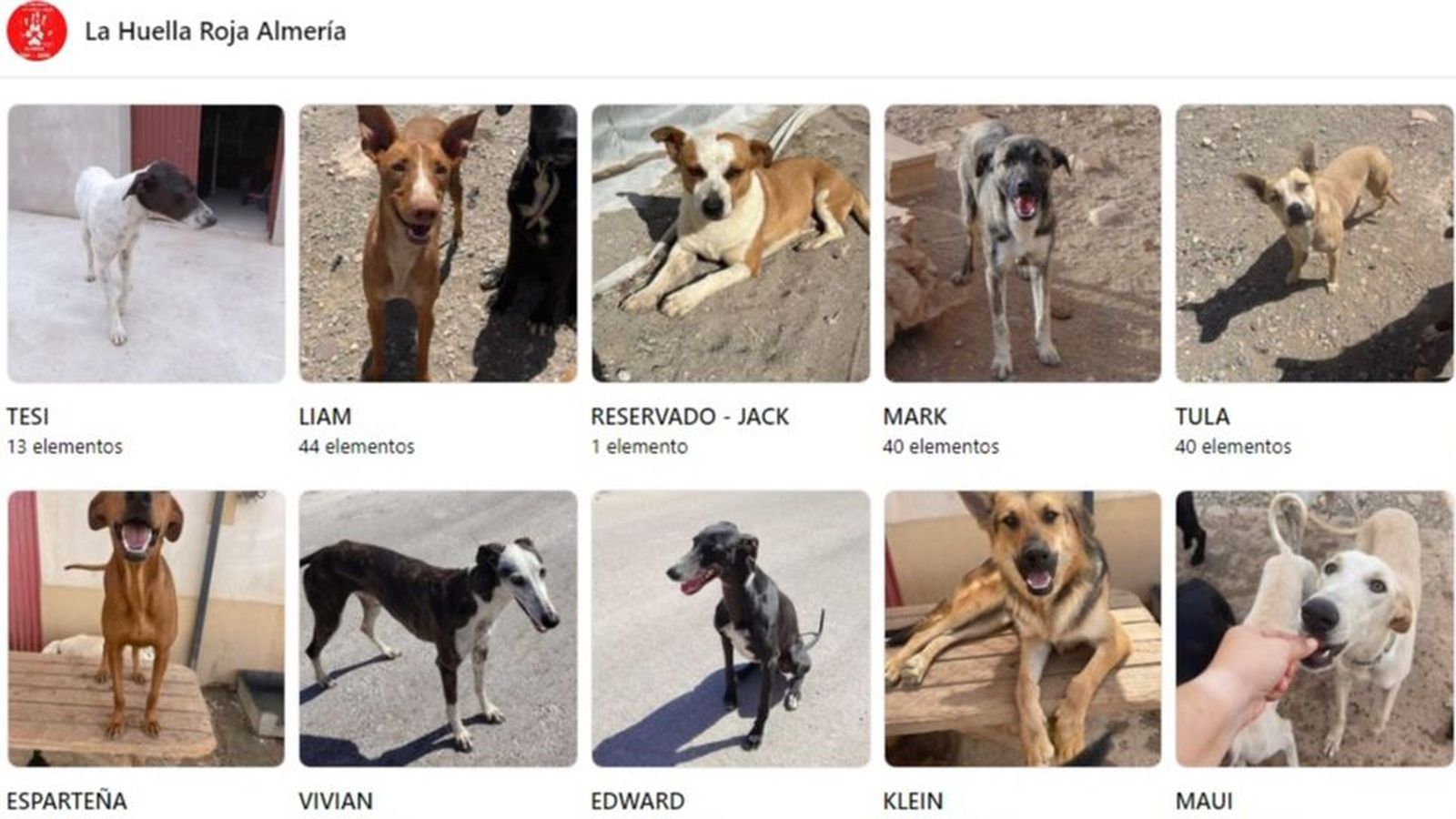 A través de las redes sociales consiguen encontrar un nuevo hogar a los animales
