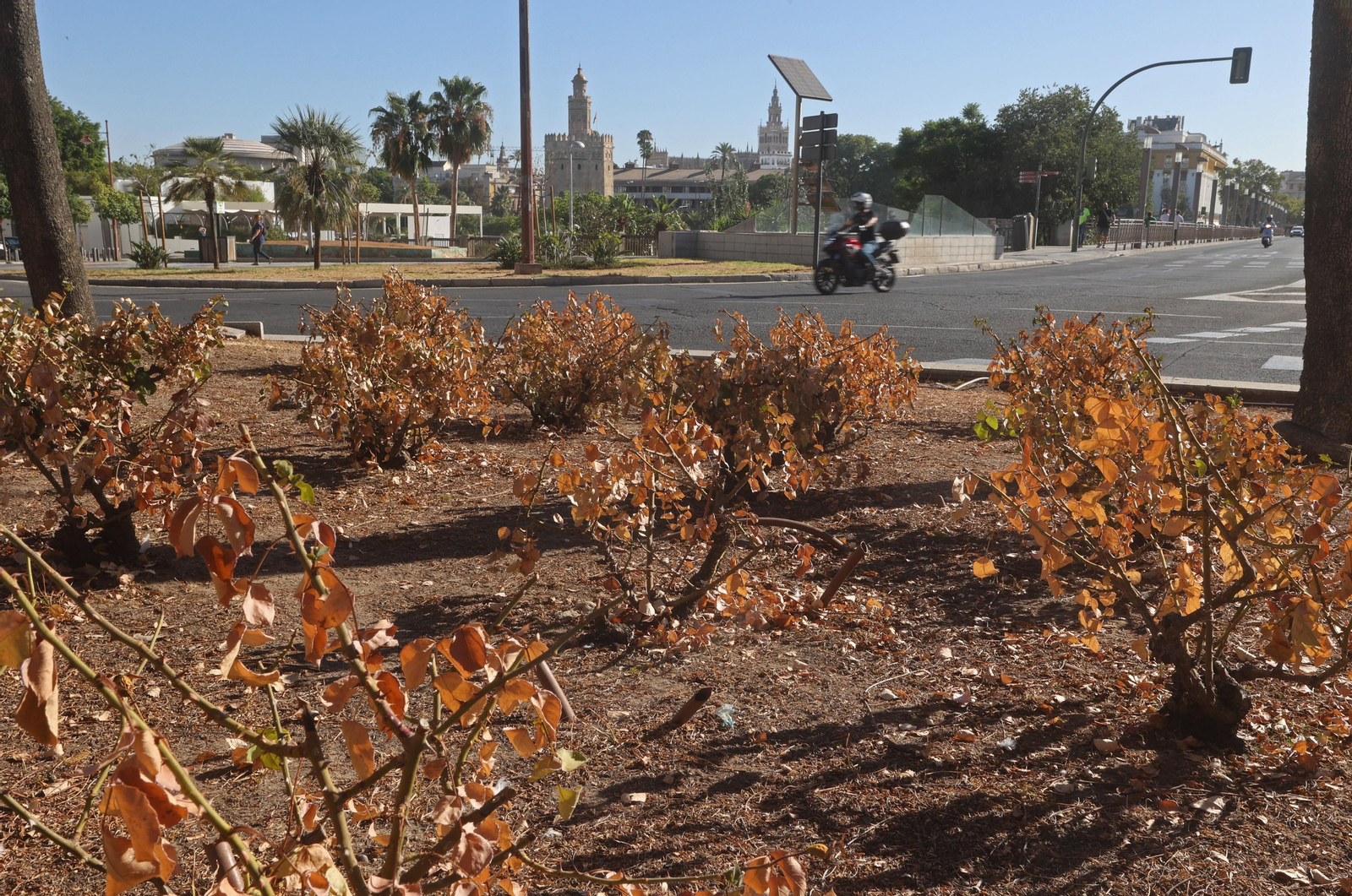 El barrio de Los Remedios, se seca