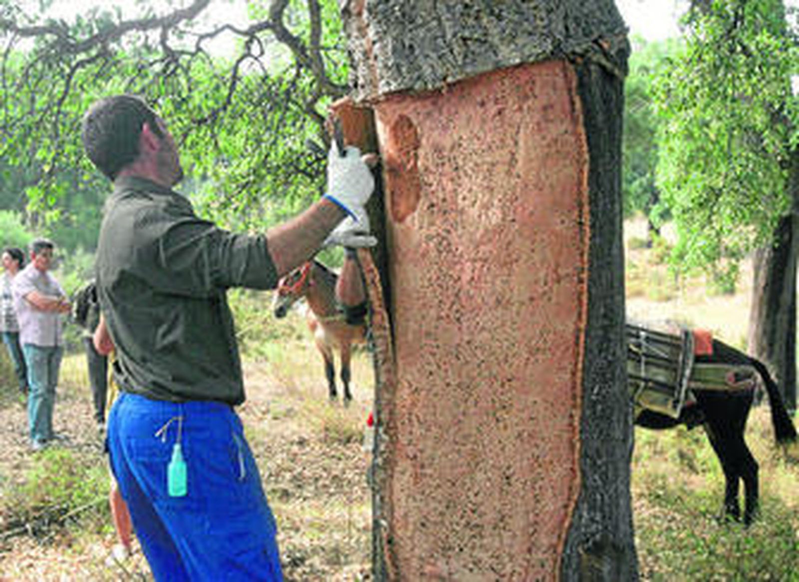 Imagen de la saca de corcho de un leñador y detrás, las mulas que cargan el corcho en La Almoraima, ayer, en Castellar.
