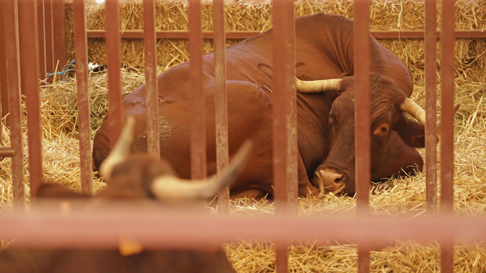 Fotos de la inauguración de la 171 Feria del Ganado de Algeciras