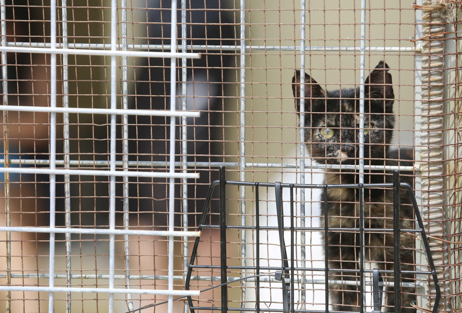 Las fotos de los animales de la Protectora de Málaga Las fotos de los animales de la Protectora de Málaga