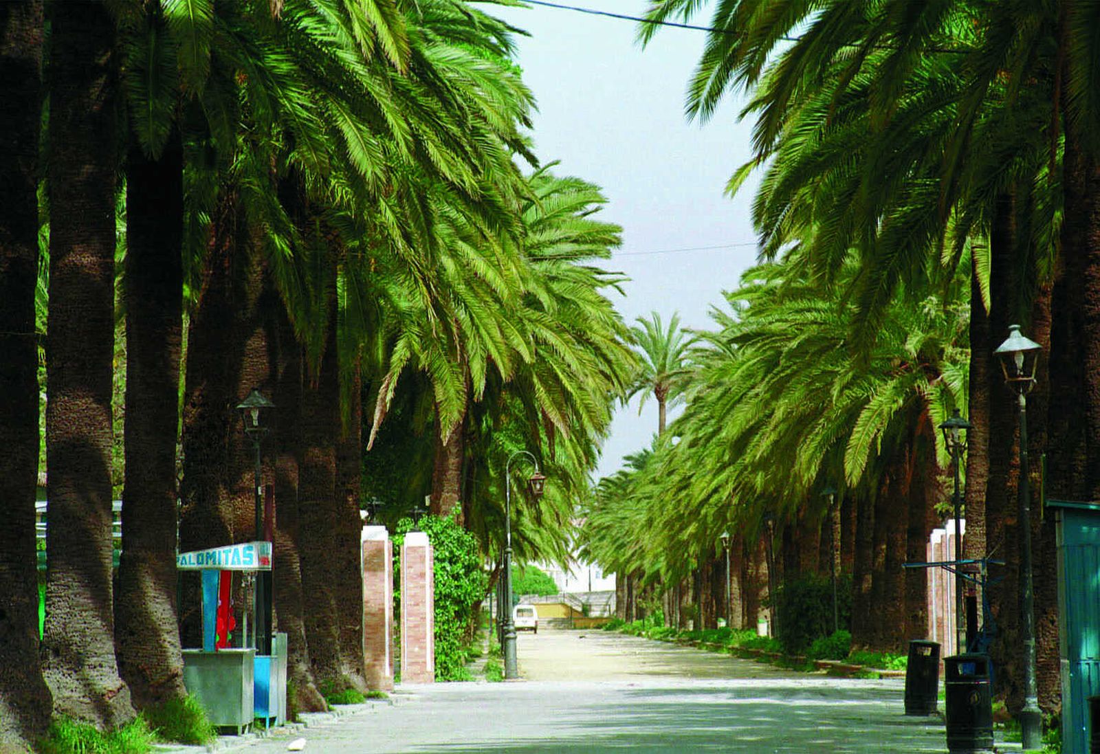 Las palmeras del Parque Calderón a finales de los años 90 del siglo XX.