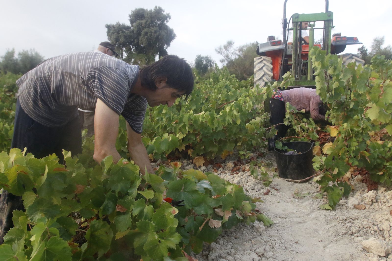 Trabajadores en la vendimia de Montilla-Moriles.