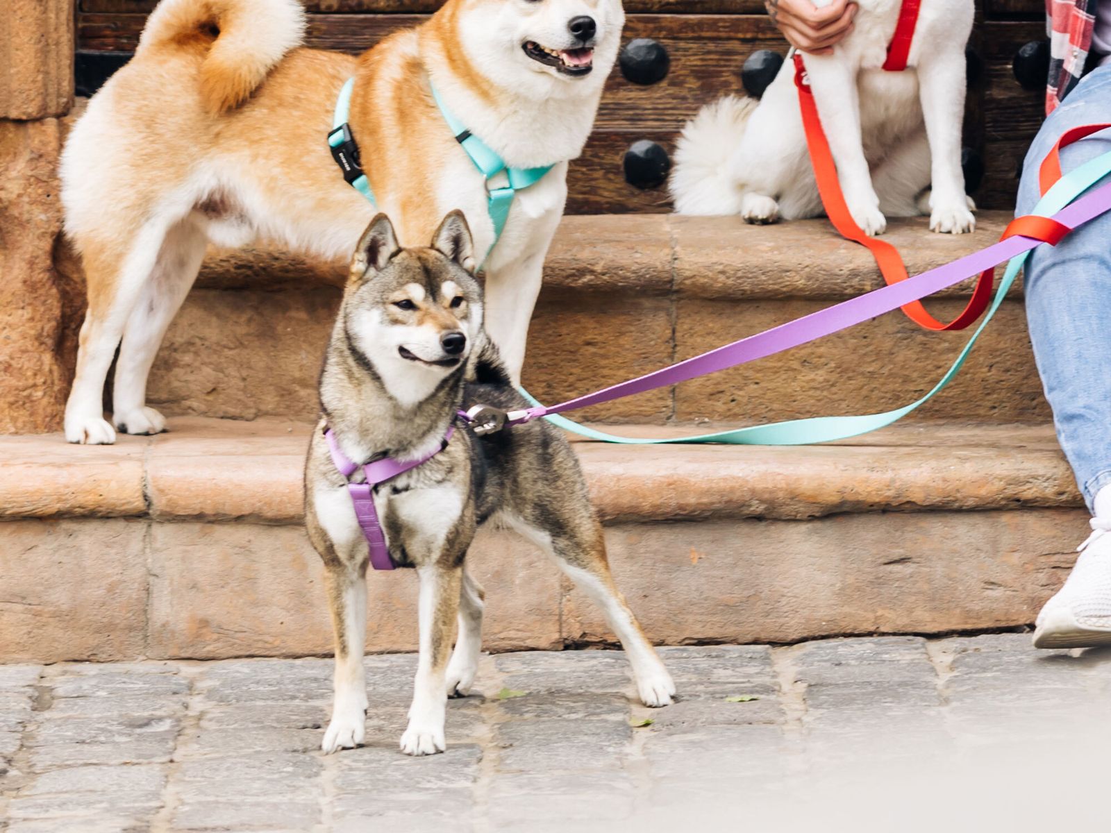 Descubre el primer diccionario para entender a los perros