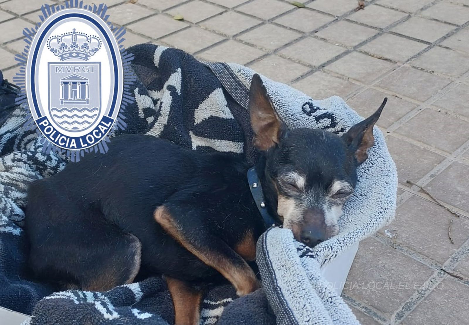 El perrito se recupera en una clínica veterinaria.