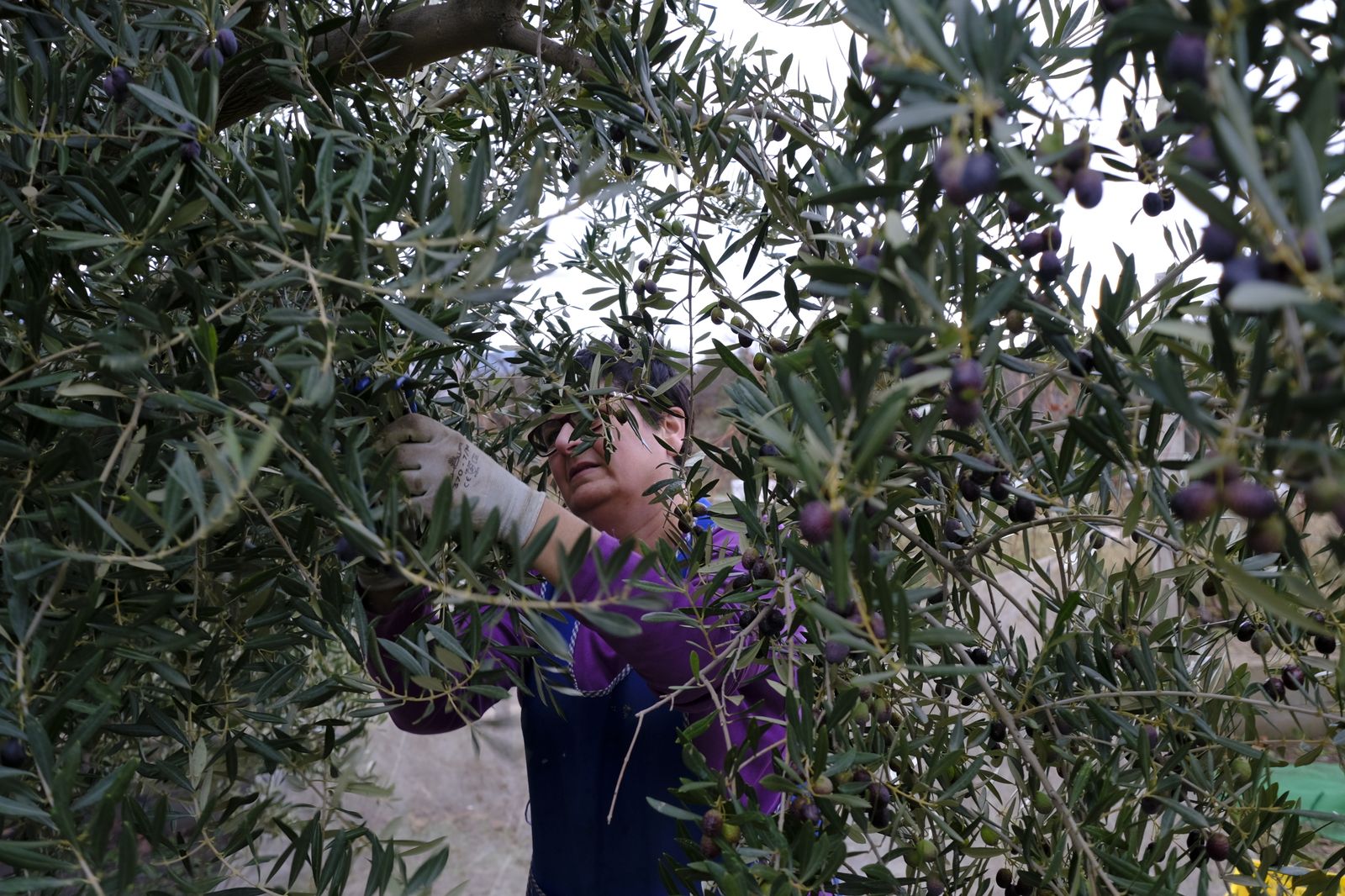 Fotogalería recolección aceituna en Abla. Almería