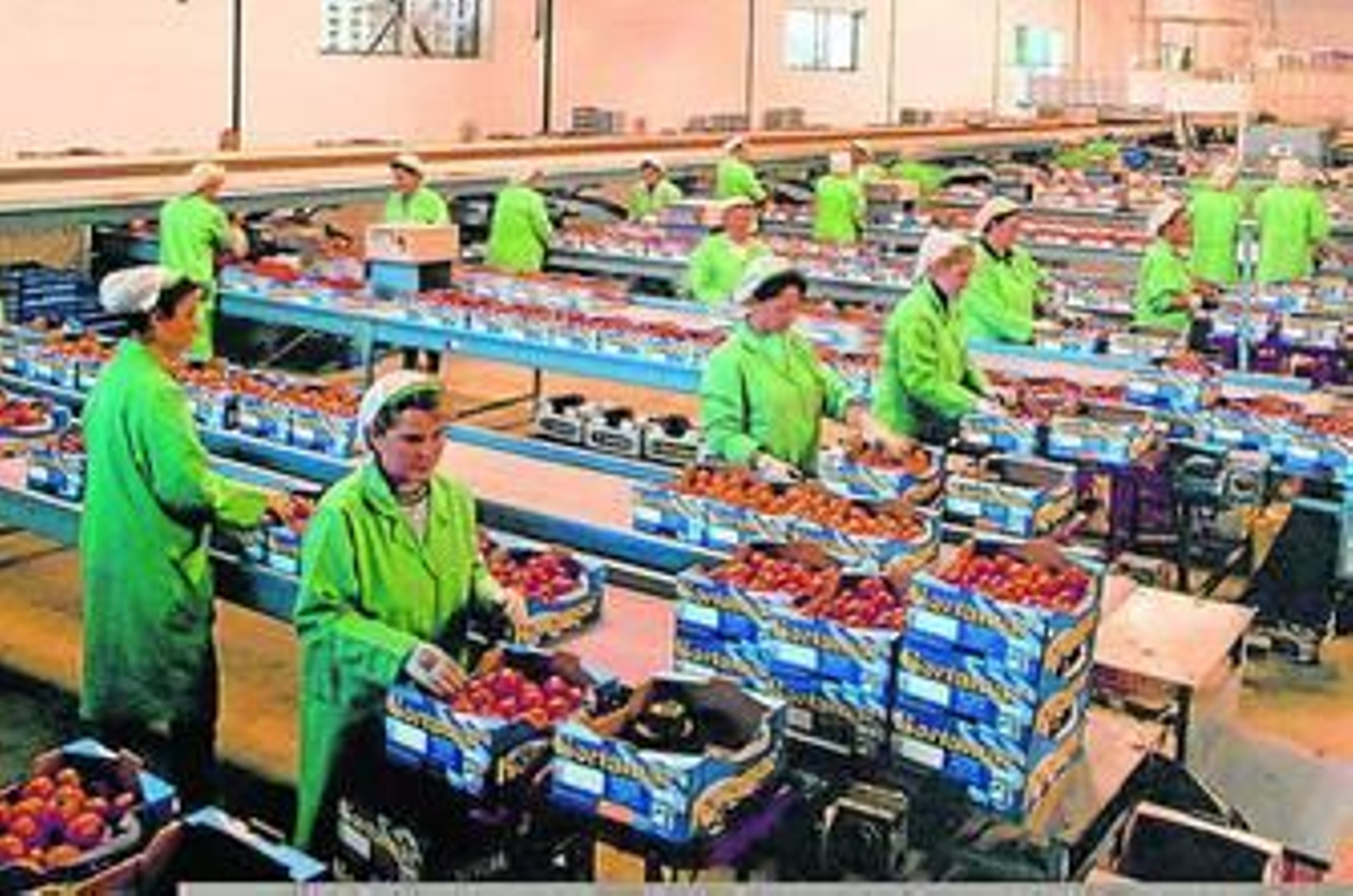 Planta de manipulación en las instalaciones de Hortomar.