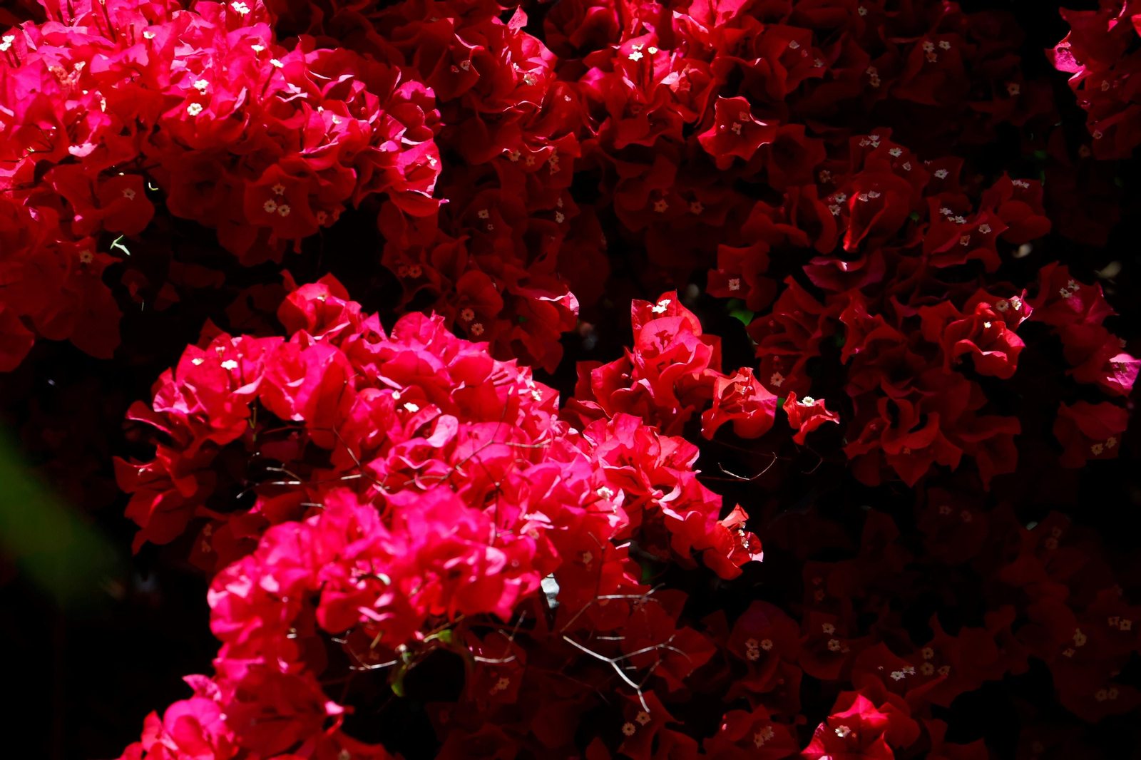 Los Patios de la Ruta de Santiago-San Pedro, en imágenes