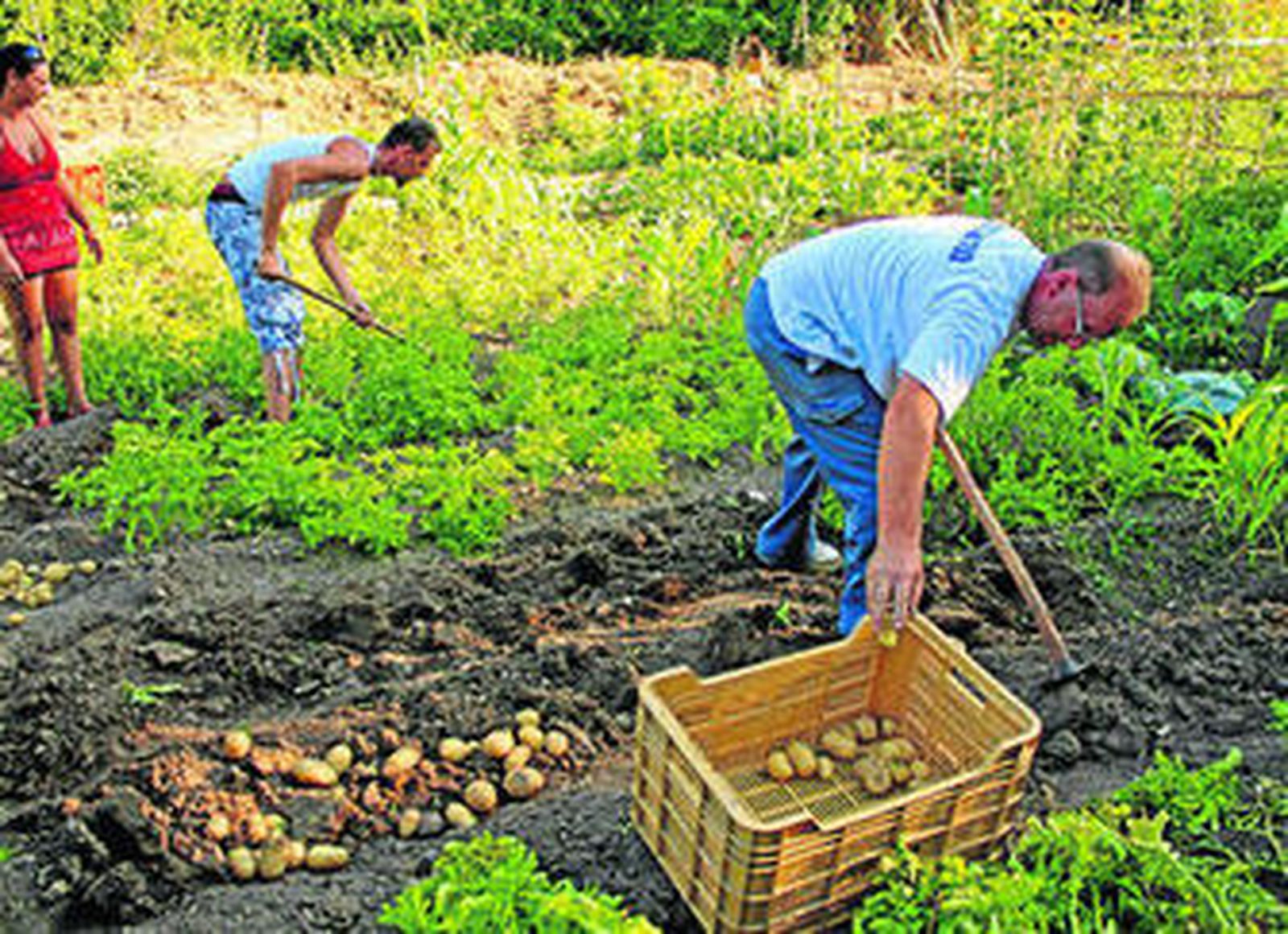 Dos agricultores recogen patatas en uno de los huertos de Arriate.