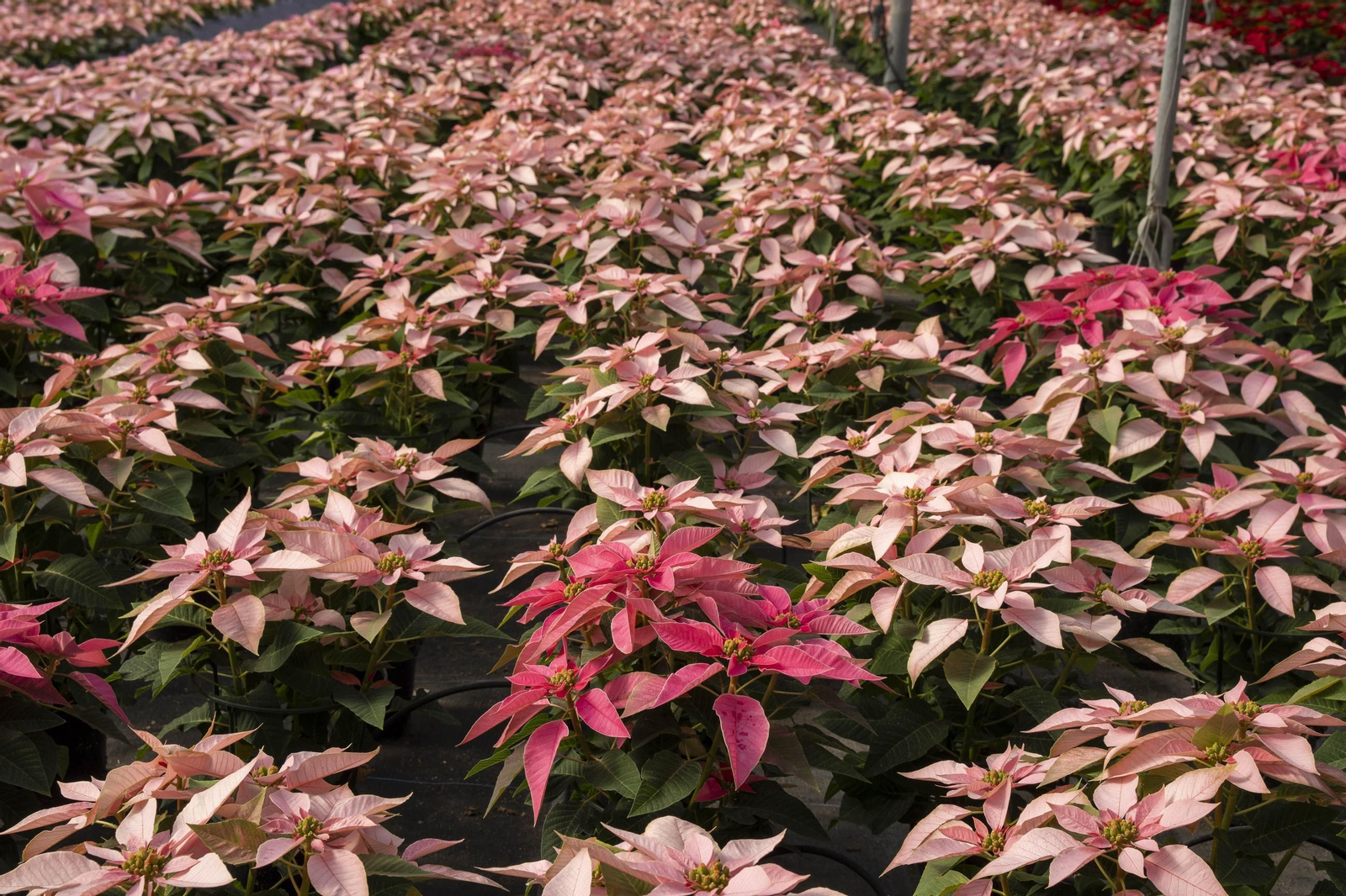 Así son las flores de pascua de SolísPlant, en imágenes