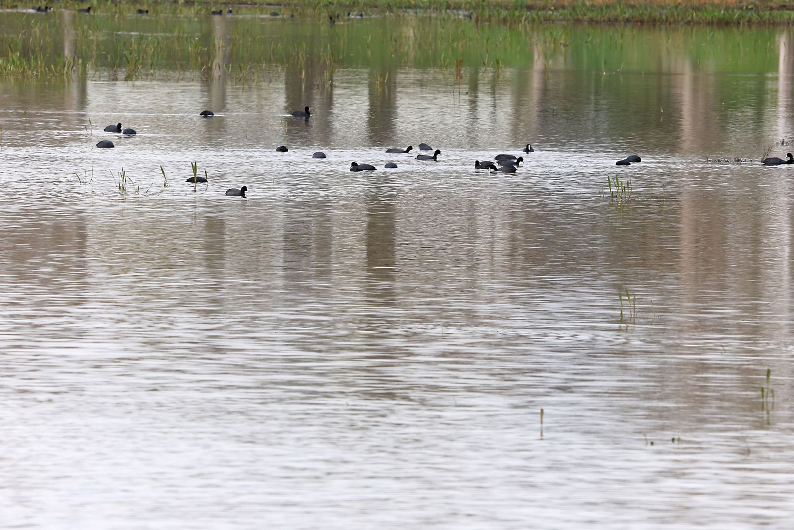 Estado actual en el que se encuentran las Marismas del Rocío tras las últimas lluvias