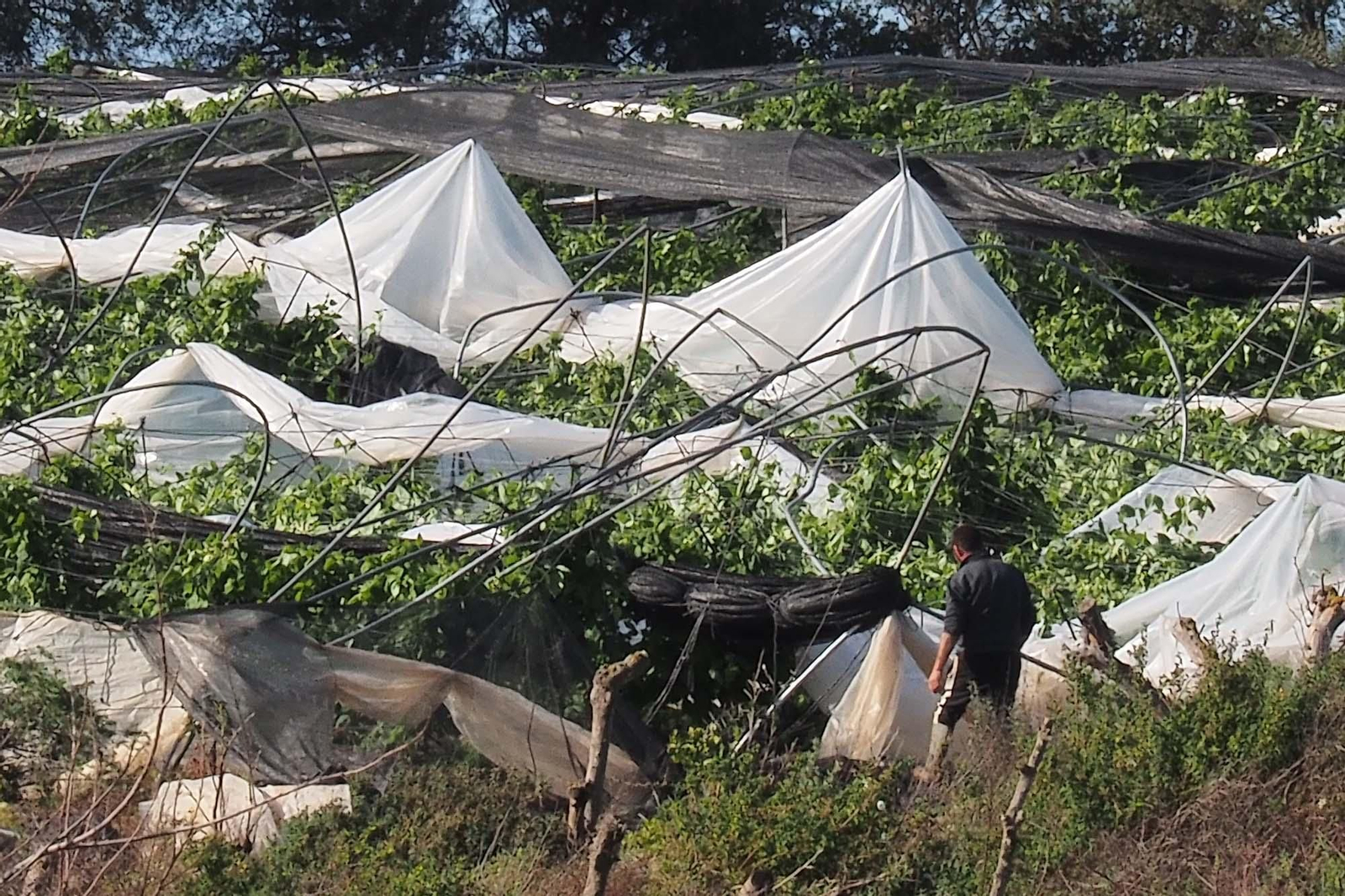 Los daños en el campo han sido también cuantiosos en Isla Cristina Los daños en el campo han sido también cuantiosos en Isla Cristina