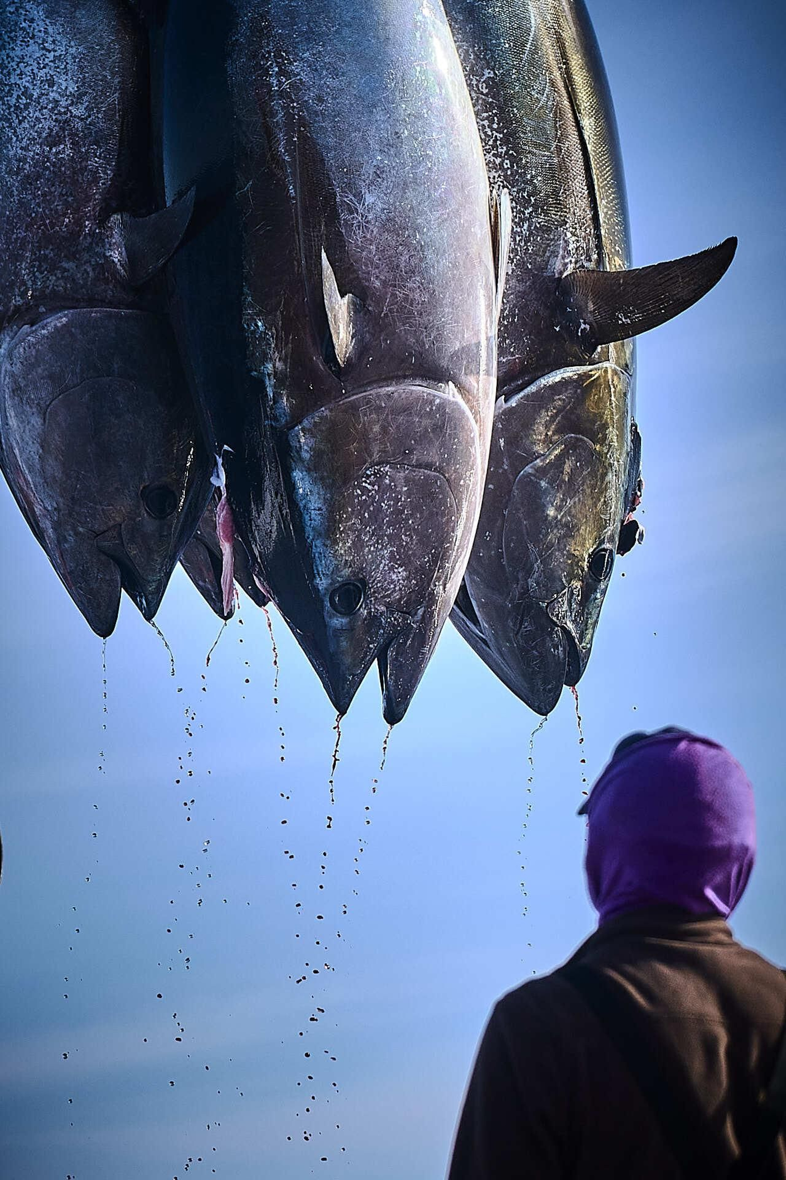 Izado de atunes a la embarcación de transporte