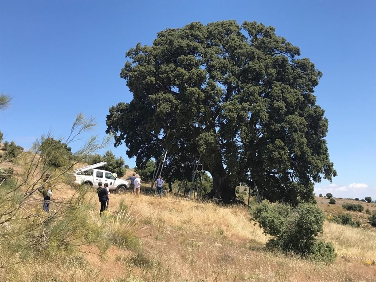 Encina de la Peana de Serón, en Almería.