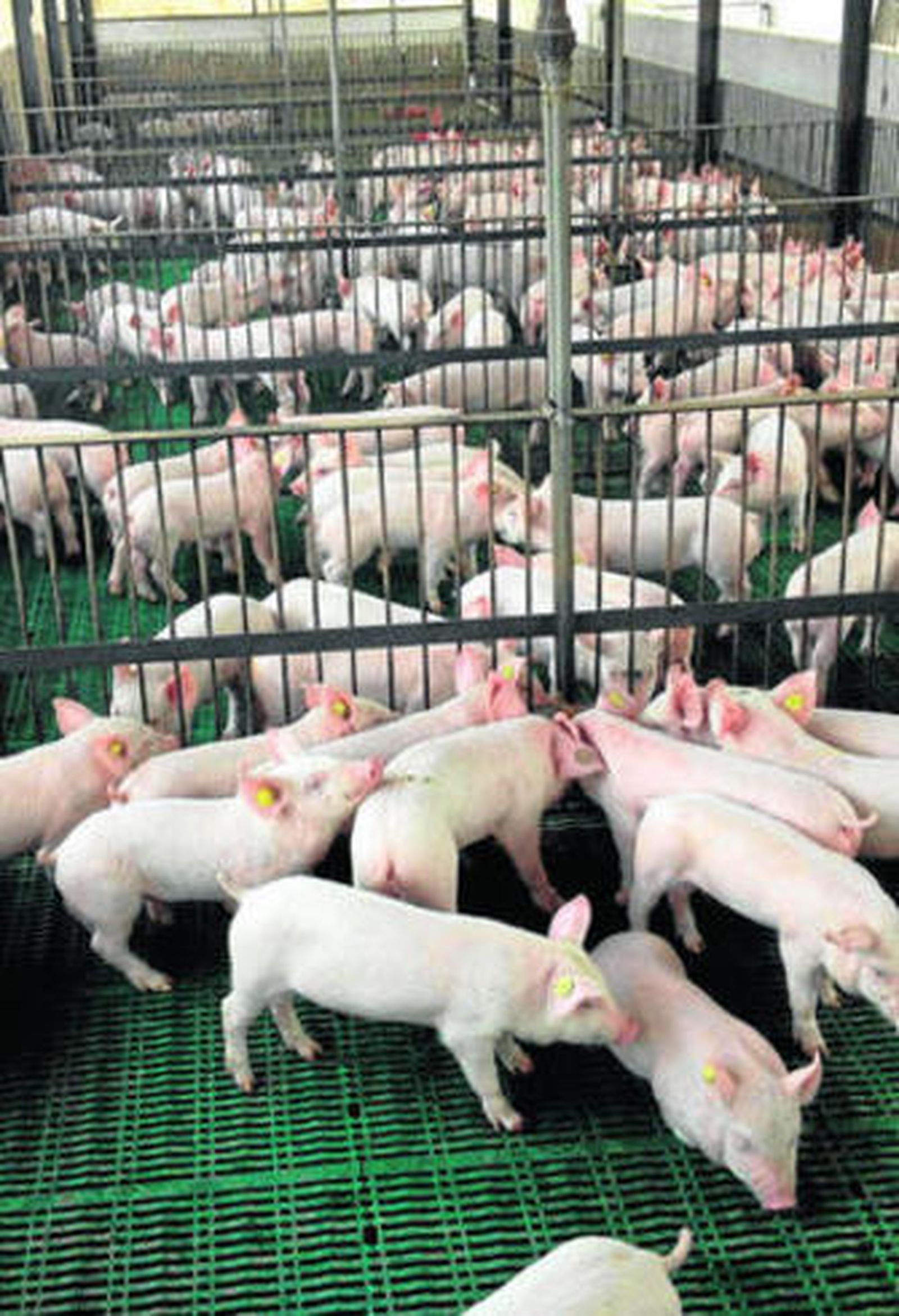 Una explotación de ganado porcino.