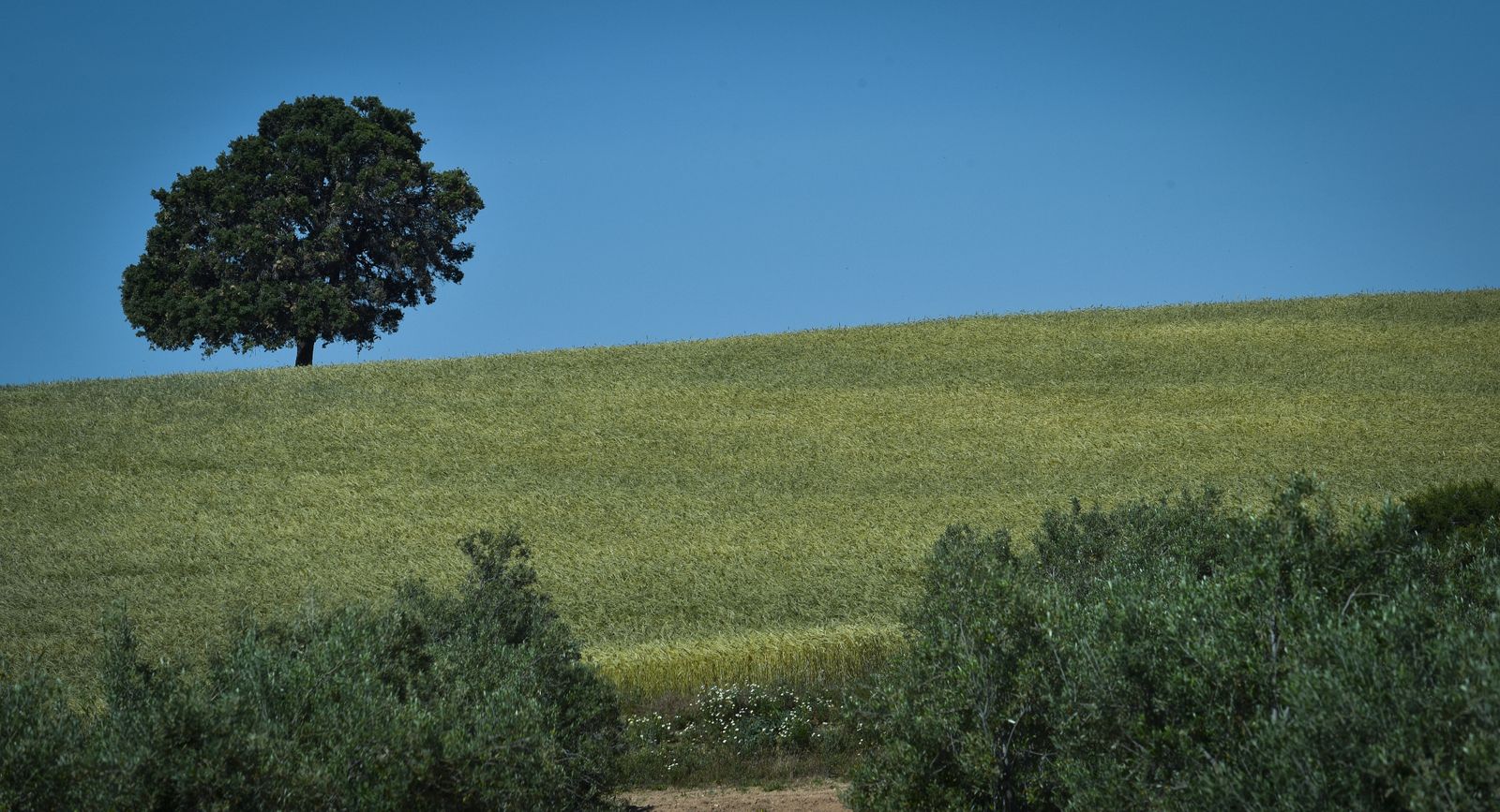 La resistencia en los pueblos de Sevilla al Coronavirus: Aguadulce