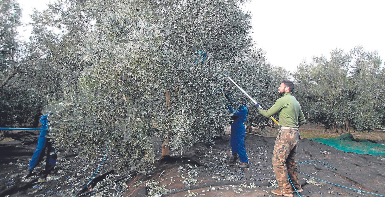Recolecta de la aceituna en el término municipal de Fiñana, donde comenzaron hace unos días.