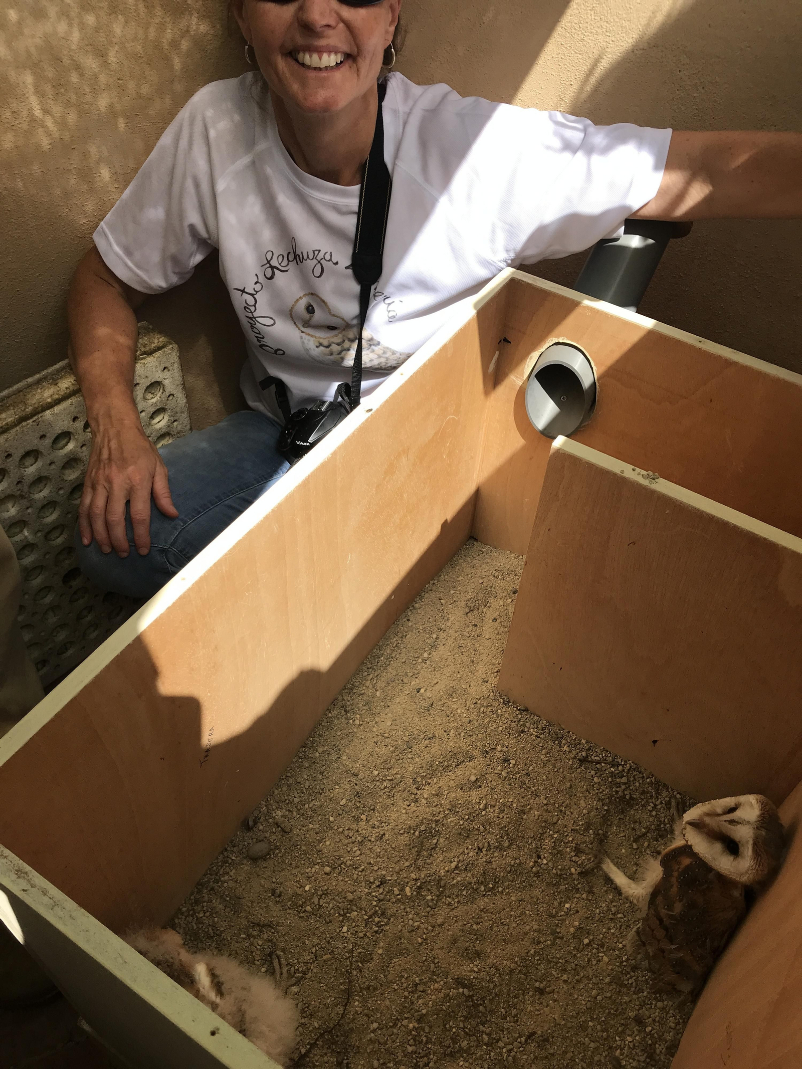 Fotogalería de las nuevas crías de lechuza en Rodalquilar