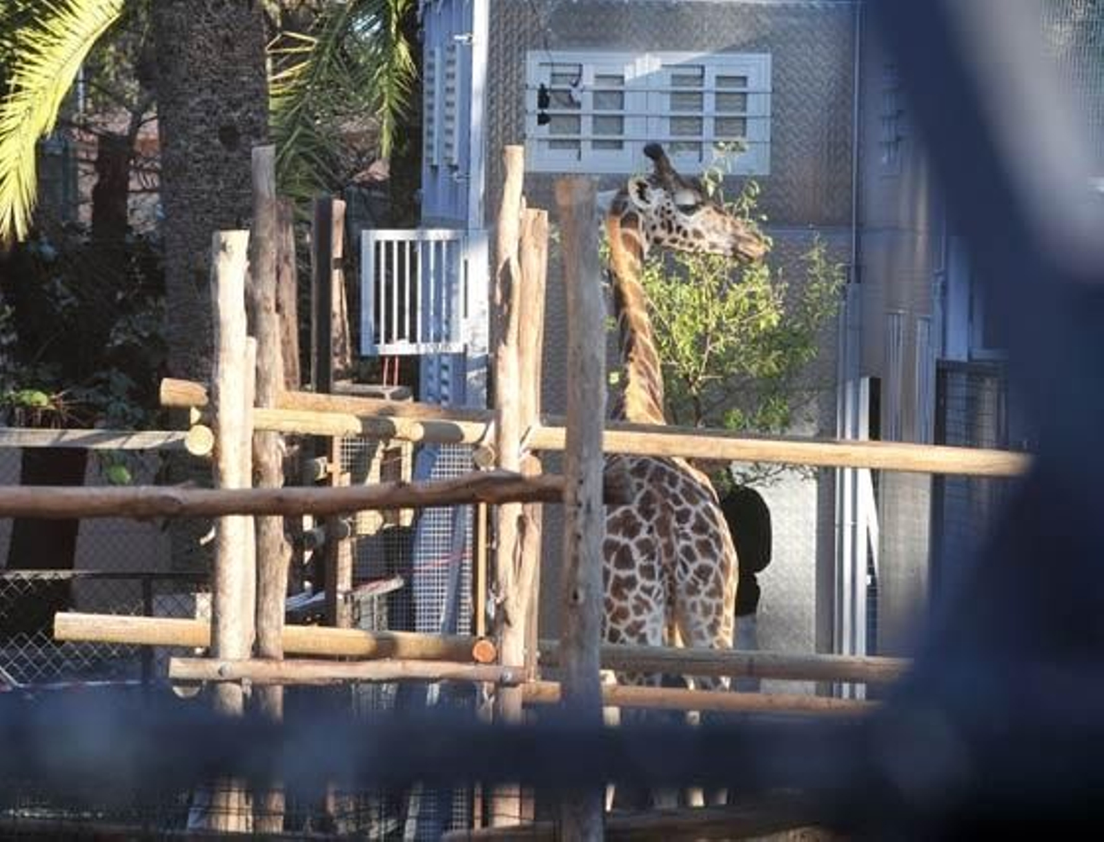 Jerezana, la jirafa de Rothschild nacida en marzo del año pasado en el Zoobotánico de Jerez ha sido trasladada al Parque Zoológico de Valencia para continuar con los trabajos de conservación de dicha especie

Foto: Manuel Aranda