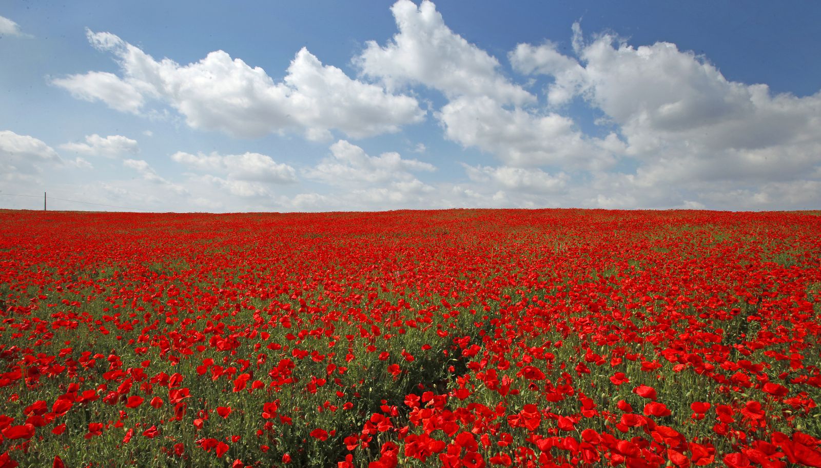 Campo de amapolas en Alcalá de Guadaira