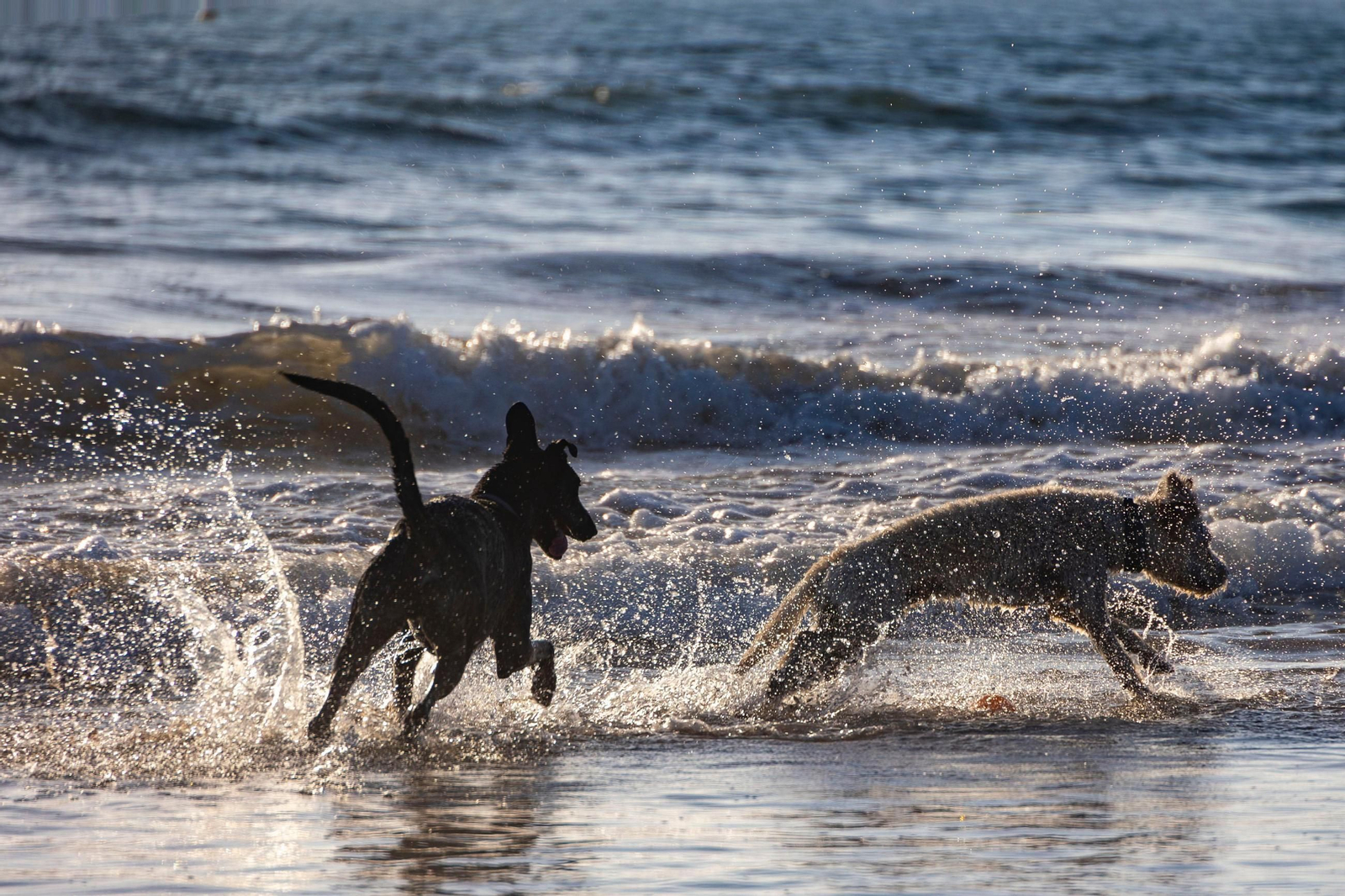 Así disfrutan los perros y sus dueños en la playa canina de Cádiz