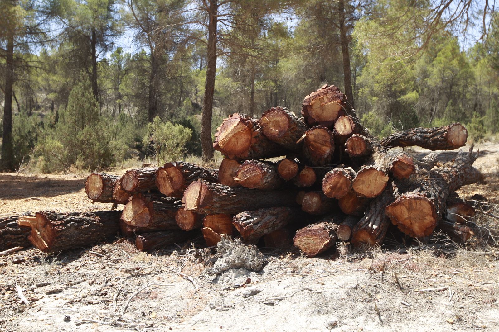 Imágenes de la sequía que golpea con dureza la producción de cereal en Los Vélez