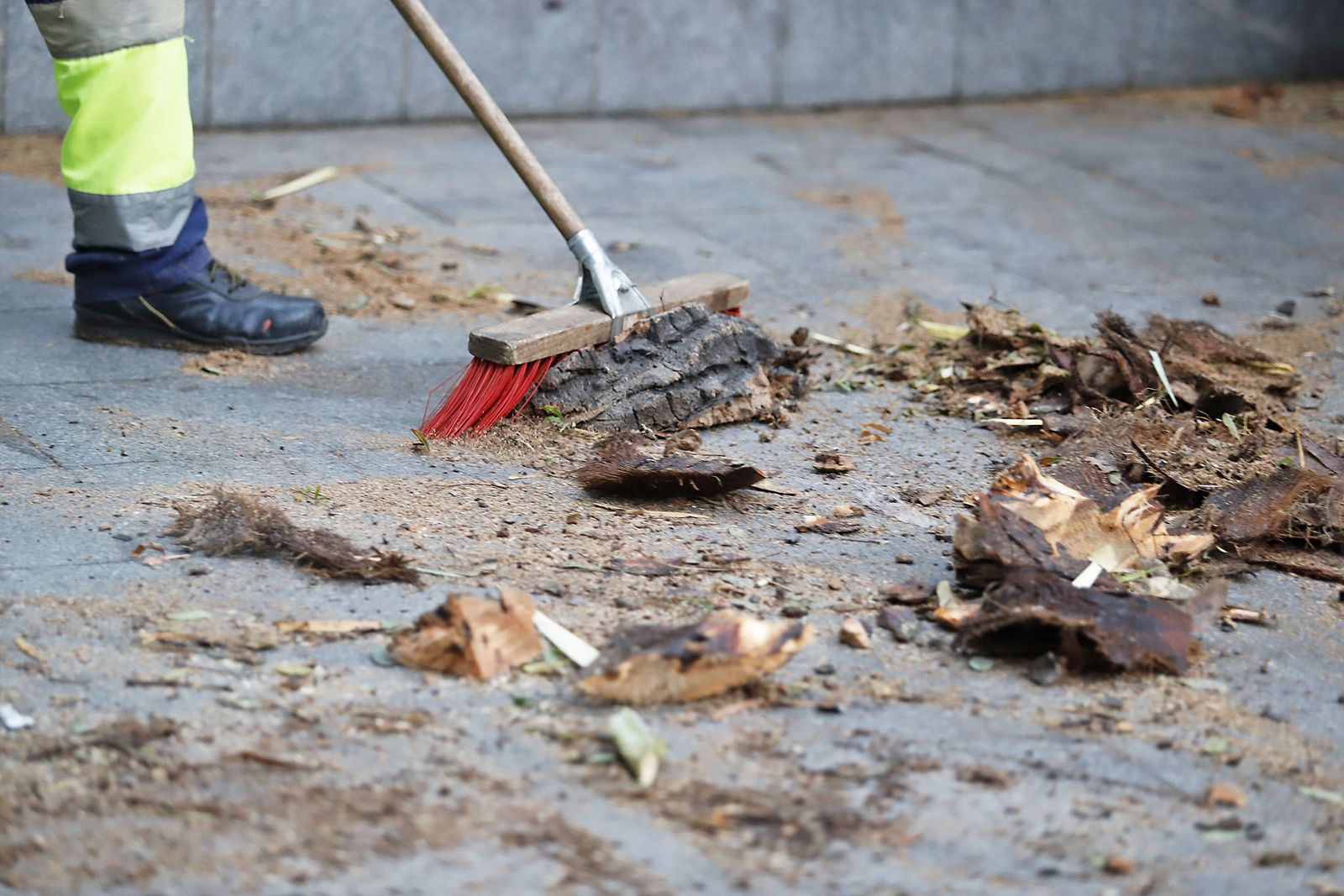 Imágenes de la tala de la emblemática Palmera de Huelva