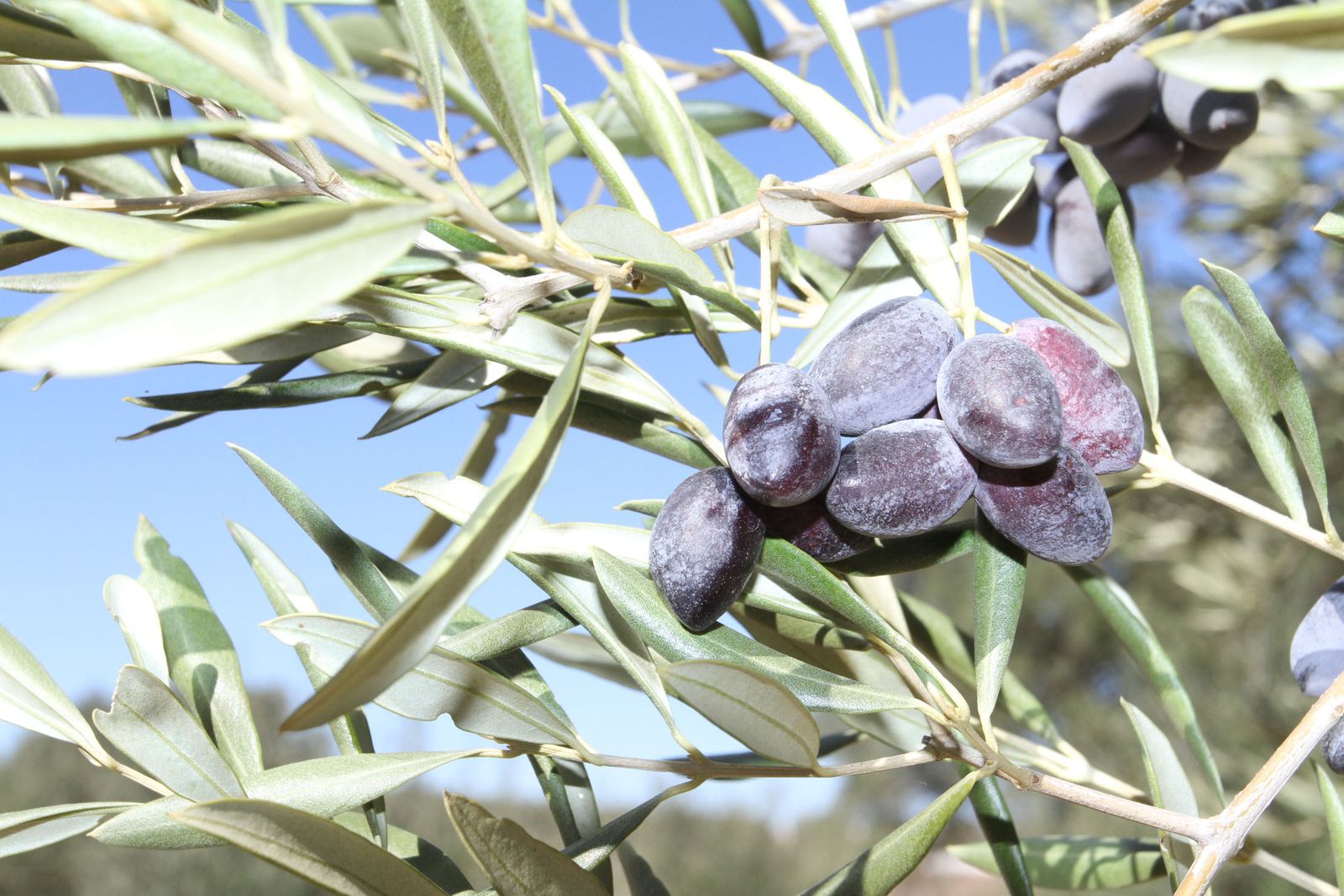 La aceituna, el preciado fruto de nuestro olivar.