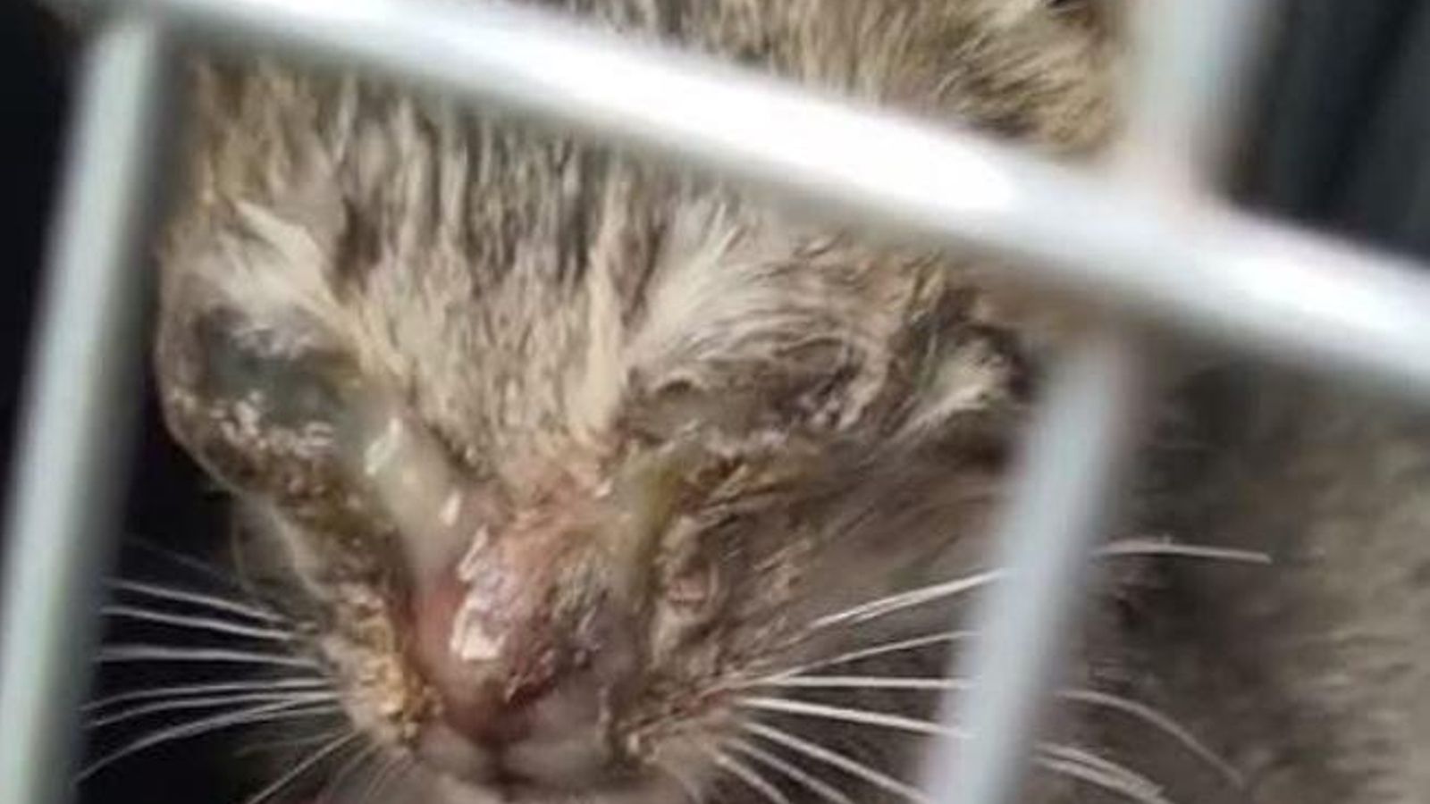 Un gato rescatado con una enfermedad ocular.