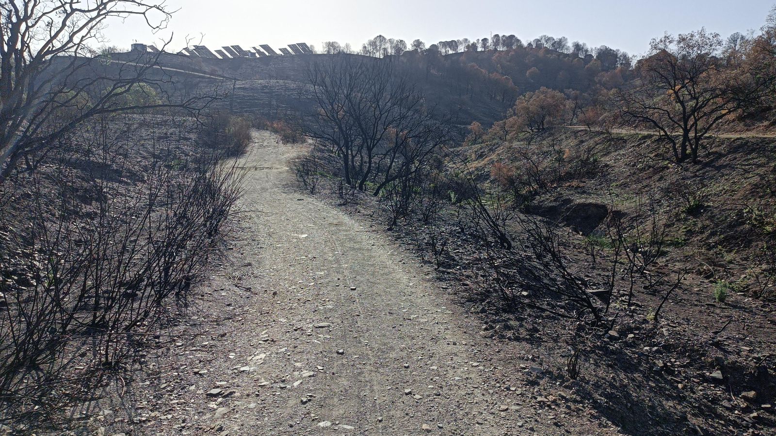Zona calcinada por los incendios.
