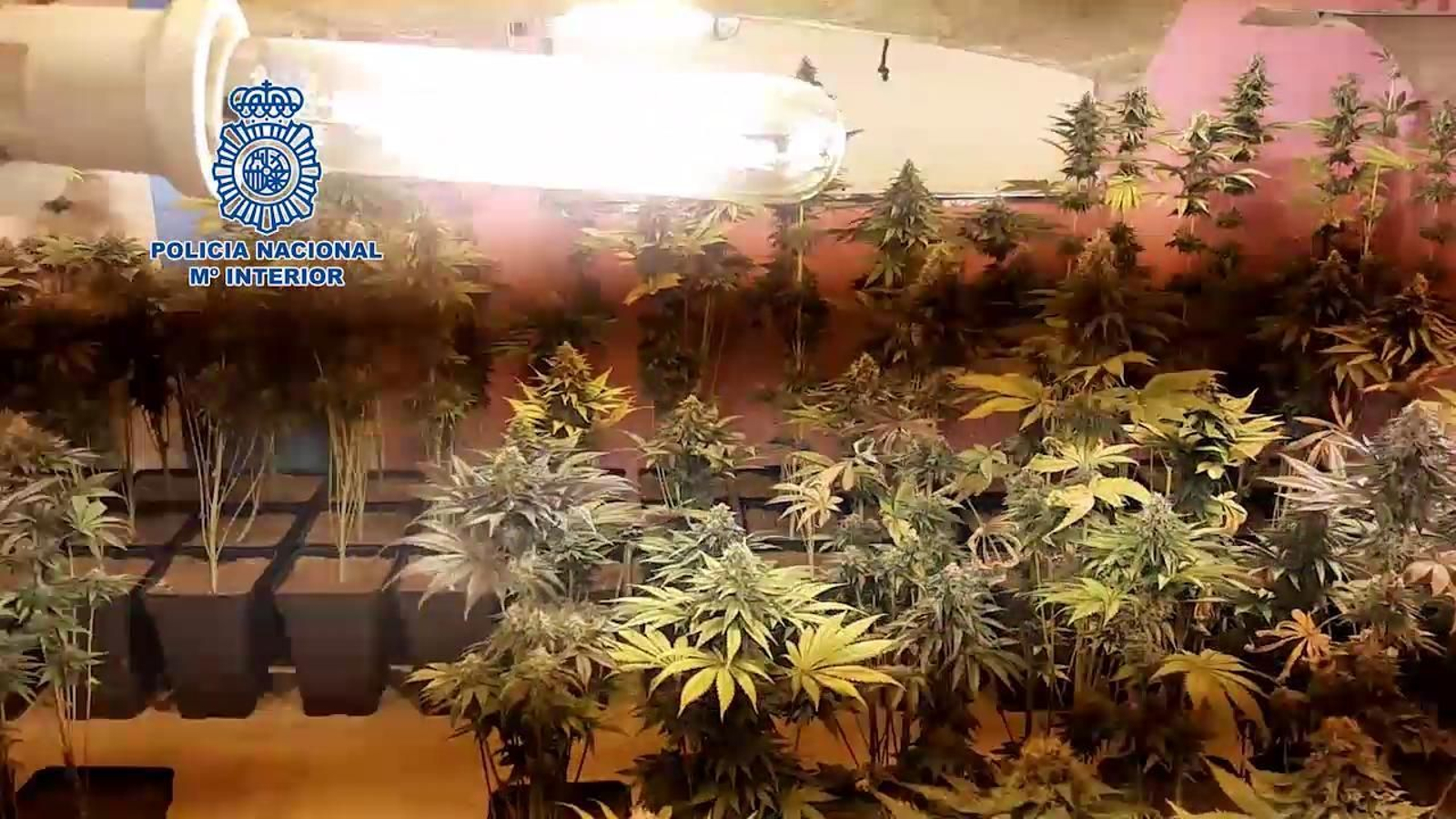 Desmantelamiento de una plantación de marihuana en Dos Hermanas